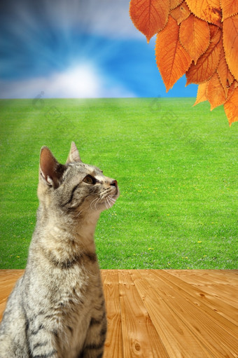秋天未来概念与条纹猫看褪了色的叶子从树站的后院木地板上而夏天仍然在这里