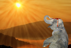 快乐婴儿大象享受的美丽的颜色日落概念