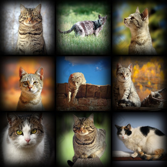 猫图片集合九个图片<strong>不</strong>同的宠物与<strong>添加</strong>装饰图案