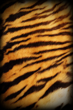 细节真正的老虎变形毛皮与添加装饰图案自然模式