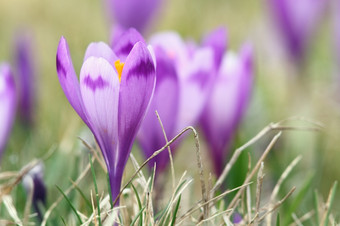 美丽的野生花春天番红花属巨大成功野生紫色的藏红花