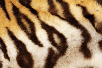 细节老虎真正的黑色的条纹皮毛动物