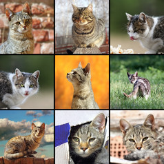 有趣的猫图片拼贴画与国内动物不同的的情况下