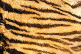 野生猫变形皮毛老虎黑暗自然条纹真正的毛皮