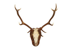 雄伟的红色的鹿阉割过的雄鹿Cervuselaphus狩猎奖杯孤立的头安装墙为你的设计动物猎杀罗马尼亚布科维纳