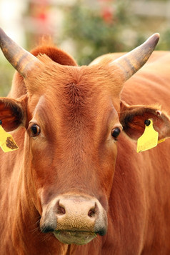 瘤牛牛头肖像采取的农场棕色（的）动物