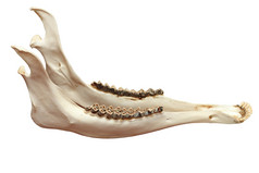 cervuselaphus欧洲红色的鹿下颌骨隔离在白色