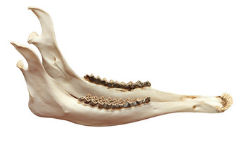 cervuselaphus欧洲红色的鹿<strong>下颌骨</strong>隔离在白色