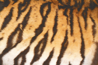 美丽的老虎真正的变形皮毛与古董效果