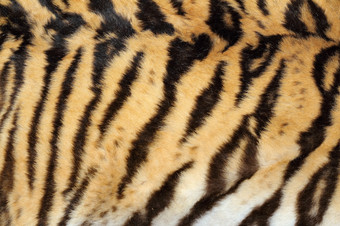 美真正的老虎皮毛纹理毛皮猎杀动物