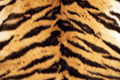 老虎美丽的纹理真正的皮毛野生猫毛皮