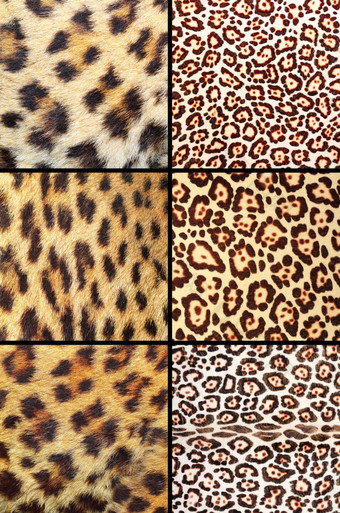 集合不同的真正的豹皮毛自然背景纹理