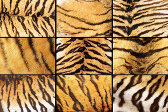 集合<strong>老虎皮毛</strong>靠近不同的细节图片采取的ssame动物