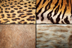 野生猫科动物皮毛集合真正的毛皮纹理老虎狮子豹猫而且豹