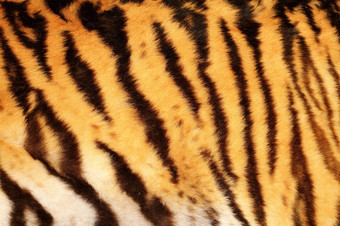 美丽的老虎变形皮毛条纹动物毛皮