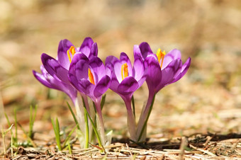 美丽的紫色的山野生花番红花属巨大成功春天<strong>藏红花</strong>