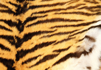 详细的纹理真正的老虎皮毛自然毛皮背景