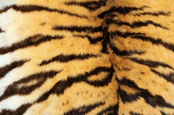 真正的老虎变形皮毛美丽的自然毛皮
