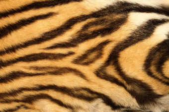 关闭真正的老虎皮毛黑色的美丽的条纹