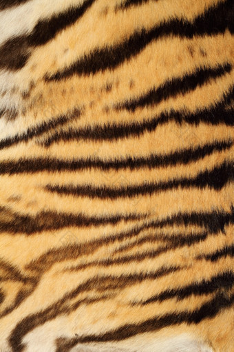 老虎色彩斑斓的真正的皮毛自然模式与黑色的条纹