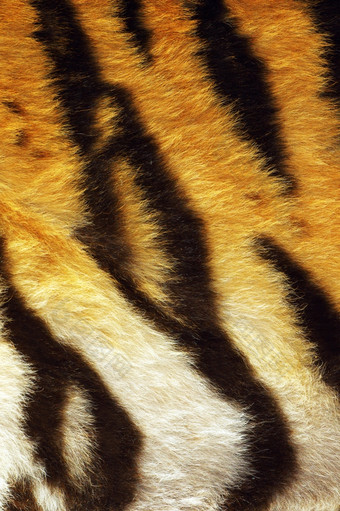 特写镜头老虎条纹动物皮毛自然真正的纹理为你的设计