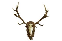大美丽的红色的鹿头骨孤立的在白色背景CervusElaphus巨大的狩猎奖杯