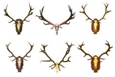集合巨大的红色的鹿巴克狩猎奖杯孤立的在白色背景游戏动物准备好了为你的设计CervusElaphus