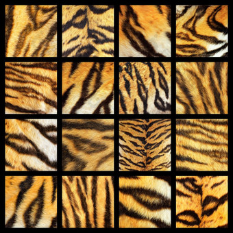 集合老虎皮毛细节变形真正的动物皮革为你的设计色彩斑斓的作文