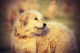 白色罗马尼亚羊猎犬关闭图像采取附近的传统的农场这些狗<strong>战</strong>斗与熊和<strong>狼</strong>保护的群