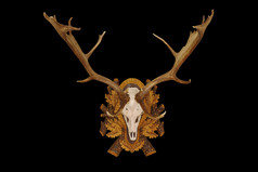 美丽的休耕的鹿阉割过的雄鹿狩猎奖杯孤立的在黑色的背景为你的设计