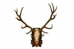 美丽的大红色的鹿狩猎奖杯在白色背景CervusElaphus