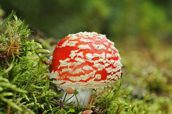 色彩斑斓的飞<strong>木耳</strong>有毒蘑菇日益增长的莫斯安妮塔致幻剂