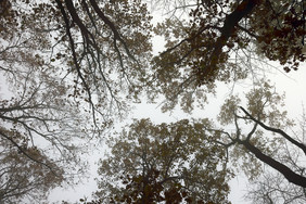 摘要视图橡木森林树冠有雾的早