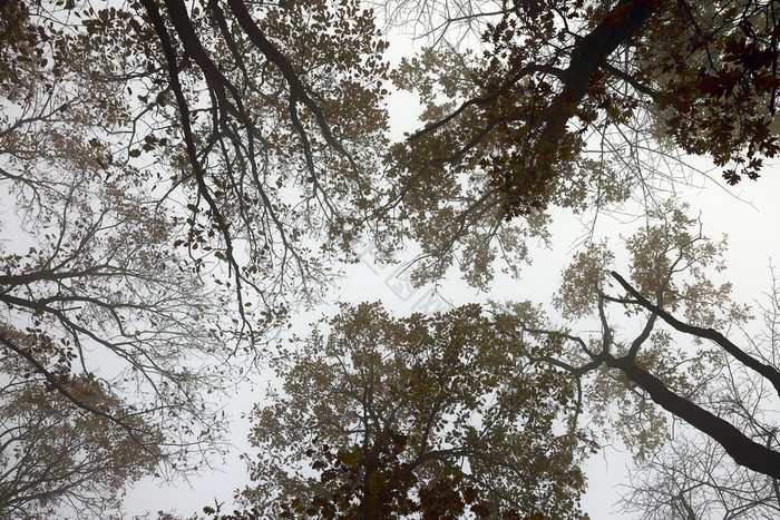 摘要视图橡木森林树冠有雾的早图片