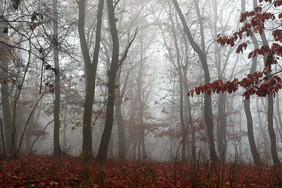 美丽的森林有雾的早晚些时候秋天图像