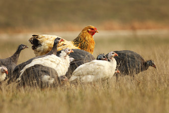 大棕色（的）母鸡站与群几内亚飞鸟觅食为食物附近的农场