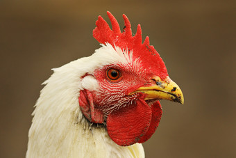 肖像白色母鸡出焦点背景图像采取的生物农场鸟与嘴完整的泥从觅食
