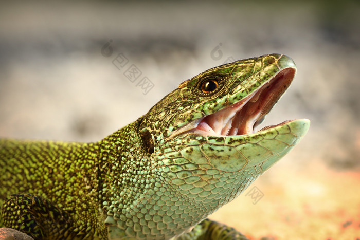 欧洲绿色蜥蜴宏肖像野生动物尝试咬蝎虎星座维里迪斯欧洲绿色蜥蜴尝试比泰