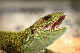 欧洲绿色蜥蜴宏肖像野生动物尝试咬蝎虎星座维里迪斯欧洲绿色蜥蜴尝试比泰