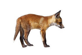 欧洲的狐狸幼崽孤立的在完整的长度动物狐狐