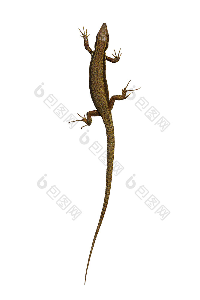 podarcis儿子蝎虎星座穆拉利斯孤立的白色背景墙蜥蜴