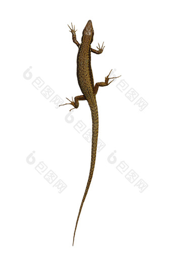 podarcis儿子蝎虎星座穆拉利斯孤立的白色背景墙蜥蜴