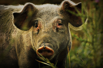 可爱的年轻的脏猪portraitnear的农场