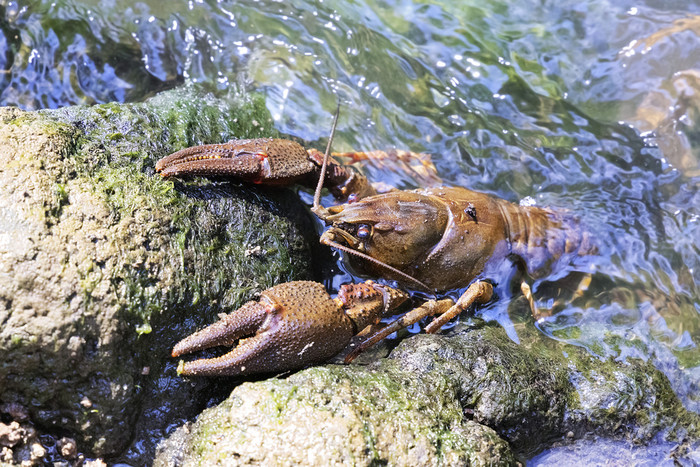 高贵的小龙虾阿斯塔库斯阿斯塔库斯石头自然栖息地这受保护的脆弱的物种蓬勃发展的只有远程清晰的和清洁河流