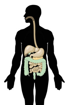 向量插图消化系统单独的层消化系统
