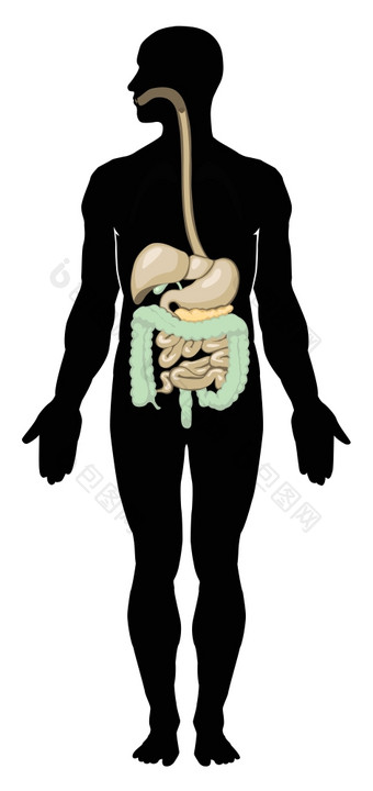 向量插图消化系统单独的层消化系统