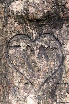 爱消息心弯曲的树树皮与信内部关闭爱概念