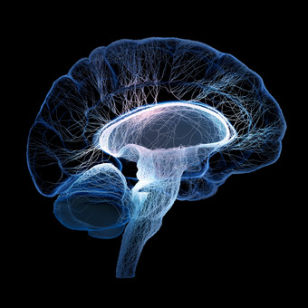 人类大脑说明与<strong>相互联系</strong>的小神经渲染
