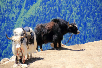 图像两个毛发粗浓杂乱的牦牛<strong>高加索地区</strong>山
