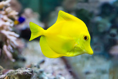图像斑马瘤黄色的唐鱼水族馆